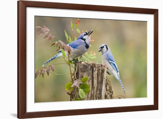 Blue jay (Cyanocitta cristata) adults on log with acorns, autumn, Texas-Larry Ditto-Framed Photographic Print