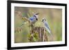 Blue jay (Cyanocitta cristata) adults on log with acorns, autumn, Texas-Larry Ditto-Framed Photographic Print