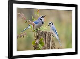 Blue jay (Cyanocitta cristata) adults on log with acorns, autumn, Texas-Larry Ditto-Framed Photographic Print