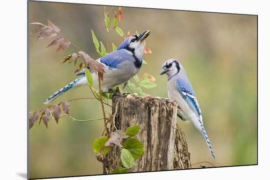 Blue jay (Cyanocitta cristata) adults on log with acorns, autumn, Texas-Larry Ditto-Mounted Photographic Print