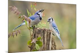 Blue jay (Cyanocitta cristata) adults on log with acorns, autumn, Texas-Larry Ditto-Mounted Photographic Print