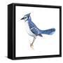 Blue Jay (Cyanocitta Cristata), Birds-Encyclopaedia Britannica-Framed Stretched Canvas