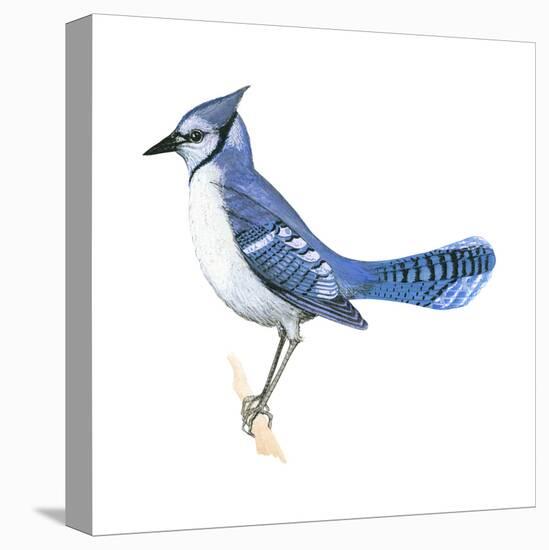 Blue Jay (Cyanocitta Cristata), Birds-Encyclopaedia Britannica-Stretched Canvas