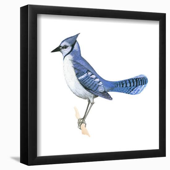 Blue Jay (Cyanocitta Cristata), Birds-Encyclopaedia Britannica-Framed Poster