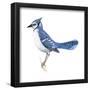 Blue Jay (Cyanocitta Cristata), Birds-Encyclopaedia Britannica-Framed Poster