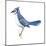Blue Jay (Cyanocitta Cristata), Birds-Encyclopaedia Britannica-Mounted Poster