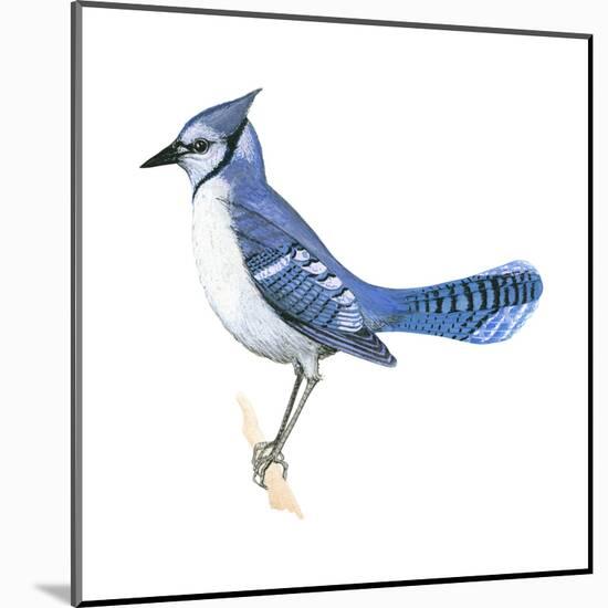 Blue Jay (Cyanocitta Cristata), Birds-Encyclopaedia Britannica-Mounted Poster