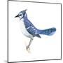 Blue Jay (Cyanocitta Cristata), Birds-Encyclopaedia Britannica-Mounted Poster