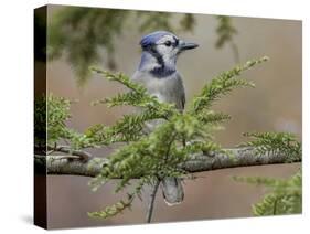 Blue jay in autumn, Kentucky-Adam Jones-Stretched Canvas