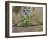 Blue jay in autumn, Kentucky-Adam Jones-Framed Photographic Print