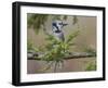 Blue jay in autumn, Kentucky-Adam Jones-Framed Photographic Print