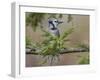 Blue jay in autumn, Kentucky-Adam Jones-Framed Photographic Print