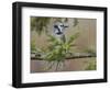 Blue jay in autumn, Kentucky-Adam Jones-Framed Photographic Print