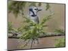 Blue jay in autumn, Kentucky-Adam Jones-Mounted Photographic Print