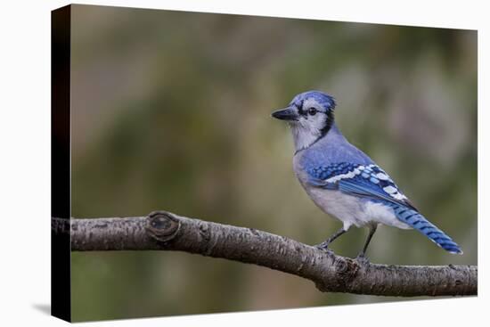 Blue jay in autumn, Kentucky-Adam Jones-Stretched Canvas