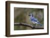 Blue jay in autumn, Kentucky-Adam Jones-Framed Photographic Print