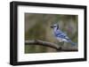 Blue jay in autumn, Kentucky-Adam Jones-Framed Photographic Print