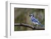 Blue jay in autumn, Kentucky-Adam Jones-Framed Photographic Print