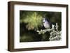 Blue jay in blue atlas cedar, Marion County, Illinois.-Richard & Susan Day-Framed Photographic Print