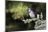 Blue jay in blue atlas cedar, Marion County, Illinois.-Richard & Susan Day-Mounted Photographic Print