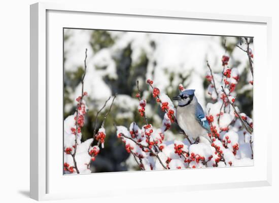 Blue Jay in Common Winterberry in Winter, Marion, Illinois, Usa-Richard ans Susan Day-Framed Photographic Print