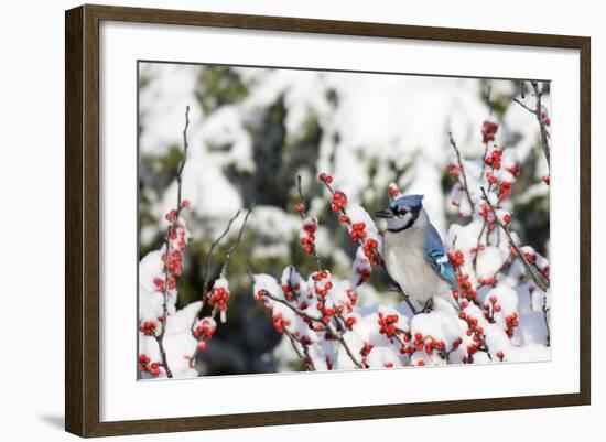 Blue Jay in Common Winterberry in Winter, Marion, Illinois, Usa-Richard ans Susan Day-Framed Photographic Print