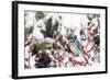 Blue Jay in Common Winterberry in Winter, Marion, Illinois, Usa-Richard ans Susan Day-Framed Photographic Print