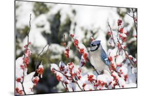 Blue Jay in Common Winterberry in Winter, Marion, Illinois, Usa-Richard ans Susan Day-Mounted Photographic Print