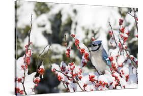 Blue Jay in Common Winterberry in Winter, Marion, Illinois, Usa-Richard ans Susan Day-Stretched Canvas