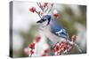 Blue Jay in Common Winterberry in Winter, Marion, Illinois, Usa-Richard ans Susan Day-Stretched Canvas