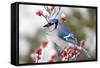 Blue Jay in Common Winterberry in Winter, Marion, Illinois, Usa-Richard ans Susan Day-Framed Stretched Canvas