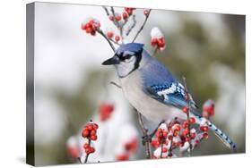 Blue Jay in Common Winterberry in Winter, Marion, Illinois, Usa-Richard ans Susan Day-Stretched Canvas