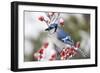 Blue Jay in Common Winterberry in Winter, Marion, Illinois, Usa-Richard ans Susan Day-Framed Photographic Print