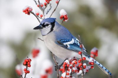 https://imgc.allpostersimages.com/img/posters/blue-jay-in-common-winterberry-in-winter-marion-illinois-usa_u-L-PRQ0J80.jpg?artPerspective=n