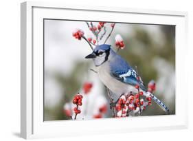 Blue Jay in Common Winterberry in Winter, Marion, Illinois, Usa-Richard ans Susan Day-Framed Photographic Print