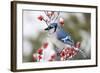 Blue Jay in Common Winterberry in Winter, Marion, Illinois, Usa-Richard ans Susan Day-Framed Photographic Print