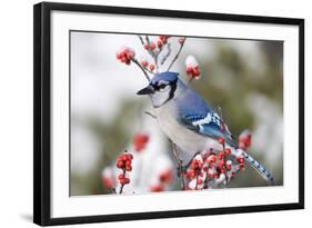 Blue Jay in Common Winterberry in Winter, Marion, Illinois, Usa-Richard ans Susan Day-Framed Photographic Print