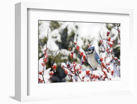 Blue Jay in Common Winterberry in Winter, Marion, Illinois, Usa-Richard ans Susan Day-Framed Photographic Print