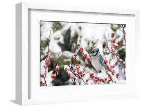 Blue Jay in Common Winterberry in Winter, Marion, Illinois, Usa-Richard ans Susan Day-Framed Photographic Print