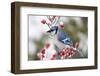 Blue Jay in Common Winterberry in Winter, Marion, Illinois, Usa-Richard ans Susan Day-Framed Photographic Print