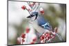 Blue Jay in Common Winterberry in Winter, Marion, Illinois, Usa-Richard ans Susan Day-Mounted Photographic Print