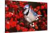 Blue Jay in Common Winterberry Squawking in Winter, Marion County, Illinois-Richard and Susan Day-Stretched Canvas