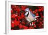 Blue Jay in Common Winterberry Squawking in Winter, Marion County, Illinois-Richard and Susan Day-Framed Photographic Print