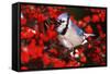 Blue Jay in Common Winterberry Squawking in Winter, Marion County, Illinois-Richard and Susan Day-Framed Stretched Canvas