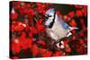 Blue Jay in Common Winterberry Squawking in Winter, Marion County, Illinois-Richard and Susan Day-Stretched Canvas