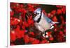 Blue Jay in Common Winterberry Squawking in Winter, Marion County, Illinois-Richard and Susan Day-Framed Photographic Print