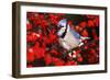 Blue Jay in Common Winterberry Squawking in Winter, Marion County, Illinois-Richard and Susan Day-Framed Photographic Print