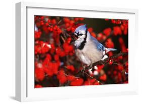 Blue Jay in Common Winterberry Squawking in Winter, Marion County, Illinois-Richard and Susan Day-Framed Photographic Print