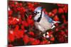 Blue Jay in Common Winterberry Squawking in Winter, Marion County, Illinois-Richard and Susan Day-Mounted Photographic Print