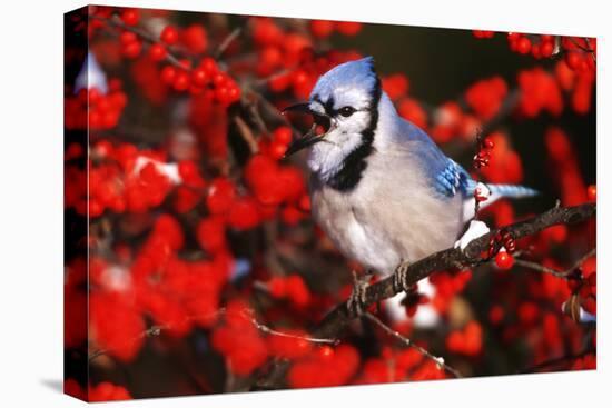 Blue Jay in Common Winterberry Squawking in Winter, Marion County, Illinois-Richard and Susan Day-Stretched Canvas